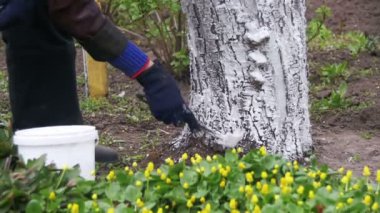 Bahçıvan badana ağaç gövdesi ile Bahçe, ağaç bakım bahar tebeşir. Ağır çekim