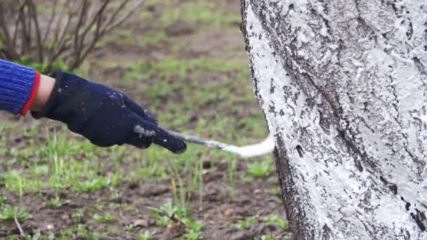 Jardinero Whitewash Tree Trunk con tiza en el jardín, cuidado de árboles en primavera. Moción lenta — Vídeo de stock