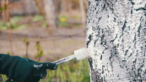 Bauletto da giardino con gesso in giardino, cura degli alberi in primavera. Rallentatore — Video Stock