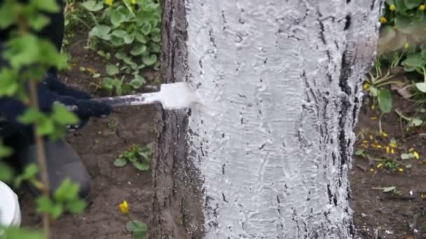 Bauletto da giardino con gesso in giardino, cura degli alberi in primavera. Rallentatore — Video Stock