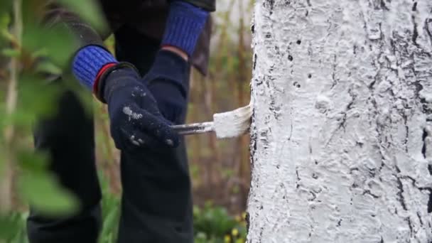 Садівник Білила стовбур дерева з крейдою в сад, дерево догляд навесні. Повільний рух — стокове відео