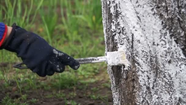 Jardinero Whitewash Tree Trunk con tiza en el jardín, cuidado de árboles en primavera. Moción lenta — Vídeo de stock