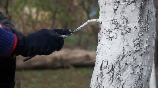 Jardinier Tronc d'arbres blanchis à la craie dans le jardin, Entretien des arbres au printemps. Mouvement lent — Video