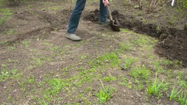 若い農夫男は庭に古い汚れたスコップで地面を掘っていきます。時間の経過 — ストック動画
