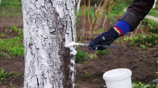 Gardener Whitewash Tree Trunk with Chalk in Garden, Tree Care in Spring — Stock Video