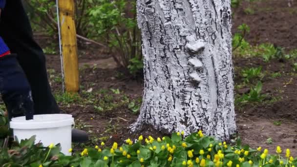 用粉笔在护树在春天的花园里的园丁粉饰树干 — 图库视频影像