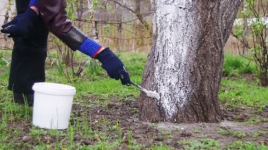Bahçıvan badana ağaç gövdesi ile Bahçe, ağaç bakım bahar tebeşir