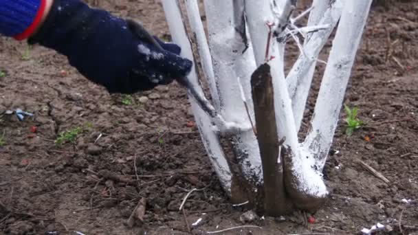 Jardinero Tronco de árbol encalado con tiza en el jardín, Cuidado de árboles en primavera — Vídeos de Stock