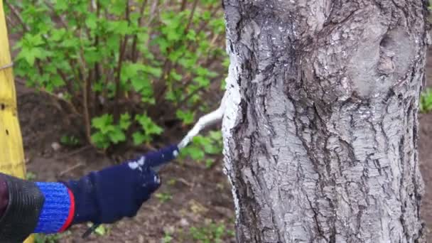 Trädgårdsmästare rentvå trädstam med krita i trädgård, trädvård på våren — Stockvideo