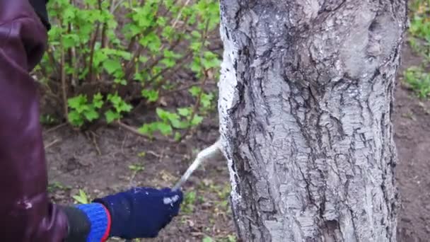 Jardinero Tronco de árbol encalado con tiza en el jardín, Cuidado de árboles en primavera — Vídeos de Stock