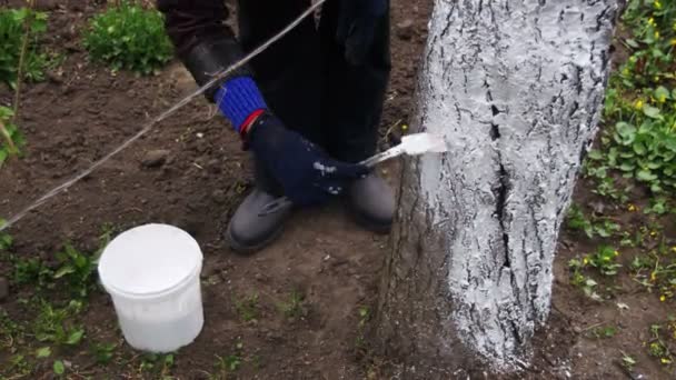 Садовник с белым стволом дерева с мелом в саду, уход за деревьями весной — стоковое видео