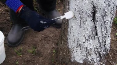 Bahçıvan badana ağaç gövdesi ile Bahçe, ağaç bakım bahar tebeşir