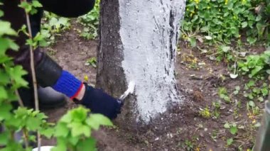 Bahçıvan badana ağaç gövdesi ile Bahçe, ağaç bakım bahar tebeşir