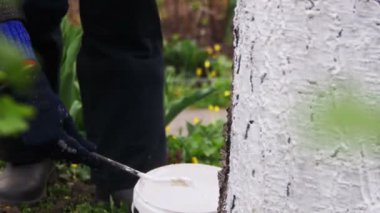 Bahçıvan badana ağaç gövdesi ile Bahçe, ağaç bakım bahar tebeşir