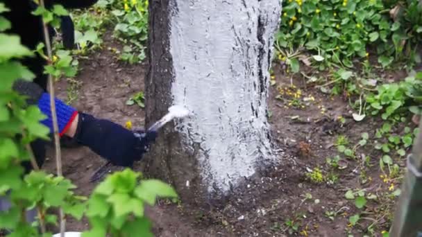 Jardinero Tronco de árbol encalado con tiza en el jardín, Cuidado de árboles en primavera — Vídeo de stock