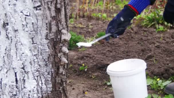 Bahçıvan badana ağaç gövdesi ile Bahçe, ağaç bakım bahar tebeşir — Stok video