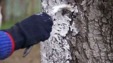 Bahçıvan badana ağaç gövdesi ile Bahçe, ağaç bakım bahar tebeşir. Ağır çekim