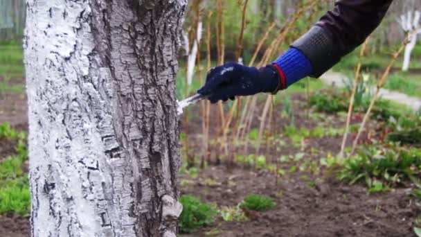 Jardineiro Whitewash Tree Tunk com giz no jardim, cuidados com as árvores na primavera — Vídeo de Stock