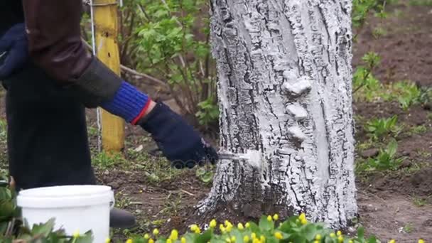 Gardener Whitewash Tree Trunk with Chalk in Garden, Tree Care in Spring. Slow Motion — Stock Video