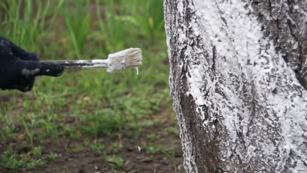 Gärtner weiß getünchter Baumstamm mit Kreide im Garten, Baumpflege im Frühjahr. Zeitlupe — Stockvideo