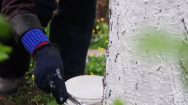 Bahçıvan badana ağaç gövdesi ile Bahçe, ağaç bakım bahar tebeşir