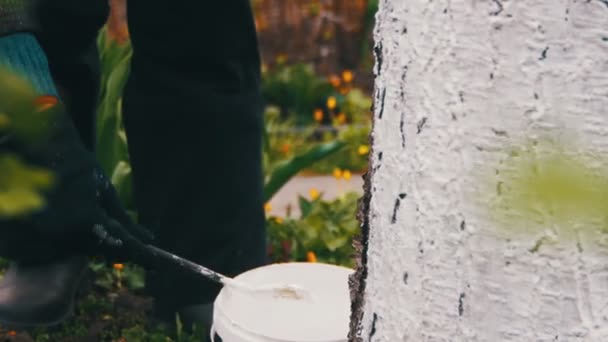 Trädgårdsmästare rentvå trädstam med krita i trädgård, trädvård på våren — Stockvideo