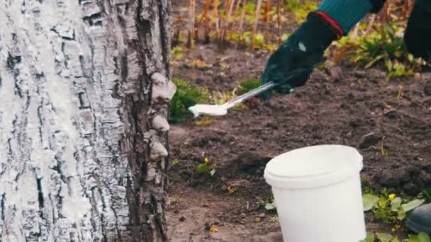 Jardineiro Whitewash Tree Tunk com giz no jardim, cuidados com as árvores na primavera — Vídeo de Stock