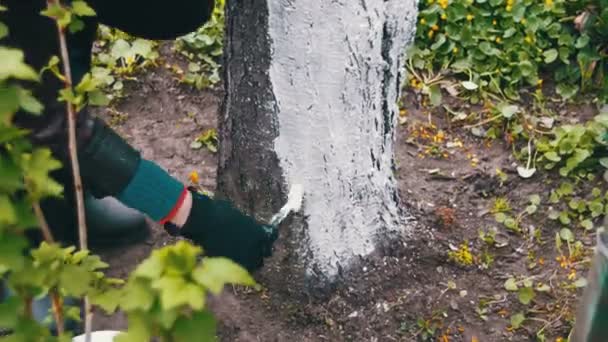 用粉笔在护树在春天的花园里的园丁粉饰树干 — 图库视频影像