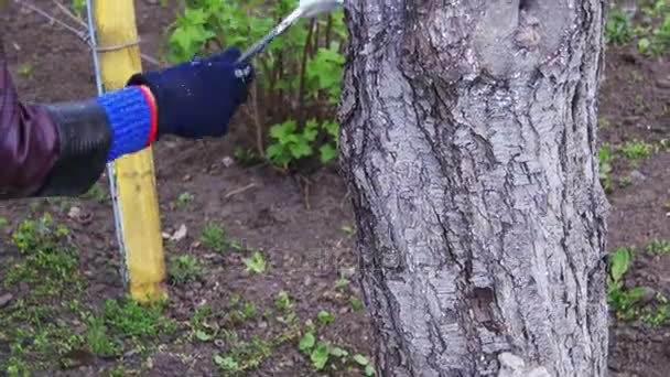 Kertész mész fa törzse krétával a kertben, fa ellátás tavasszal — Stock videók