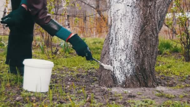 Jardineiro Whitewash Tree Tunk com giz no jardim, cuidados com as árvores na primavera — Vídeo de Stock