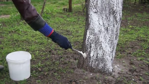 Jardineiro Whitewash Tree Trunk com giz no jardim, cuidados com as árvores na primavera. Movimento lento — Vídeo de Stock