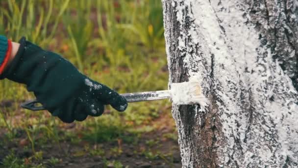 Jardinier Tronc d'arbres blanchis à la craie dans le jardin, Entretien des arbres au printemps. Mouvement lent — Video