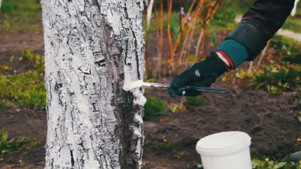 Jardineiro Whitewash Tree Tunk com giz no jardim, cuidados com as árvores na primavera — Vídeo de Stock