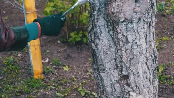 Bahçıvan badana ağaç gövdesi ile Bahçe, ağaç bakım bahar tebeşir — Stok video