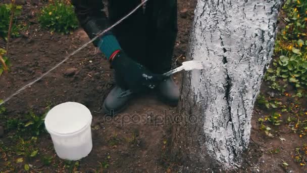 Jardinier Blanchisserie tronc d'arbre avec craie dans le jardin, Entretien des arbres au printemps — Video