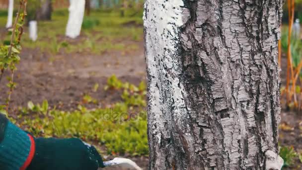 Jardineiro Whitewash Tree Tunk com giz no jardim, cuidados com as árvores na primavera — Vídeo de Stock