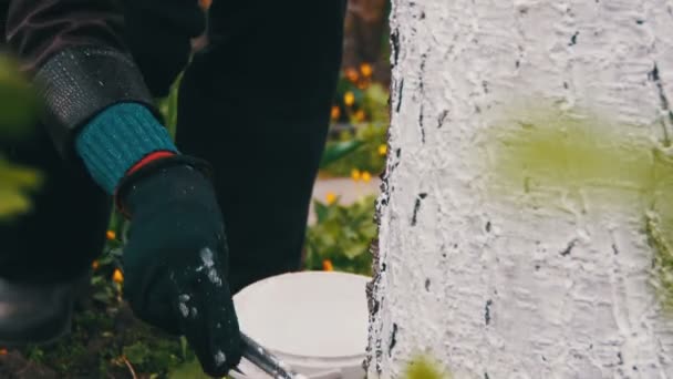Jardinero Tronco de árbol encalado con tiza en el jardín, Cuidado de árboles en primavera — Vídeo de stock