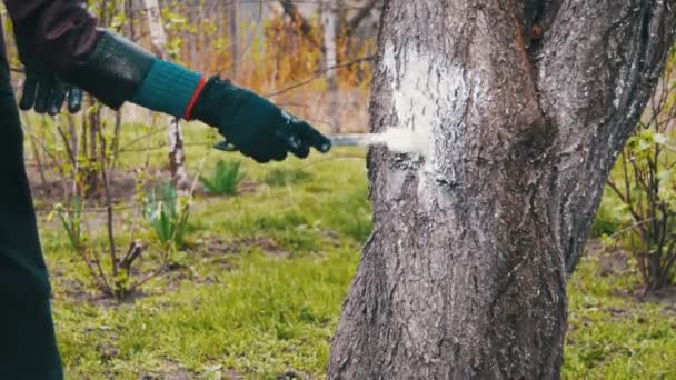 Jardinier Blanchisserie tronc d'arbre avec craie dans le jardin, Entretien des arbres au printemps — Video