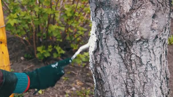 Kertész mész fa törzse krétával a kertben, fa ellátás tavasszal — Stock videók
