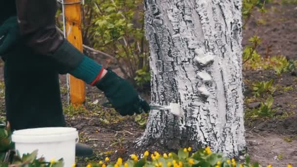 Gärtner weiß getünchter Baumstamm mit Kreide im Garten, Baumpflege im Frühjahr. Zeitlupe — Stockvideo