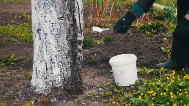 Ogrodnik wybielić pnia drzewa z kredy w ogrodzie, pielęgnacji drzew wiosną — Wideo stockowe