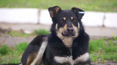 Şehirdeki sokak sokak köpeği. Ağır çekim