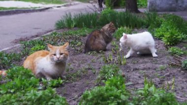 Park Caddesi üzerinde üç evsiz kedi