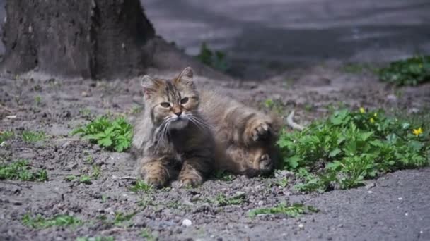 Hajléktalan terhes macska a földön fekszik a Park, és a növekvõ lassított napozóterasz
