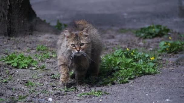 Άστεγοι έγκυος γάτα βρίσκεται επί τόπου στο πάρκο και ηλιοθεραπεία σε αργή κίνηση την Κυρ. — Αρχείο Βίντεο
