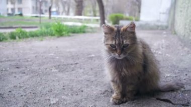 Sokak kedisi yere park. Ağır çekim