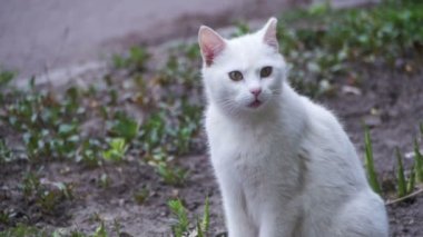 Şehir Parkı yere evsiz beyaz kedi. Ağır çekim