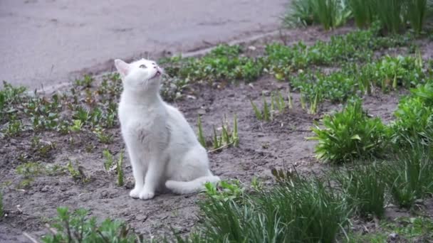Бездомный белый кот на земле в городском парке. Slow Motion — стоковое видео