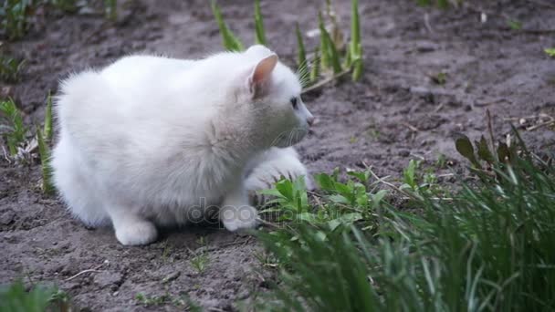 Gato blanco callejero en el suelo en el parque de la ciudad. Moción lenta — Vídeos de Stock