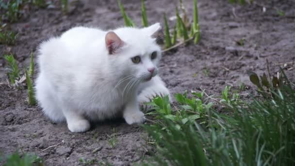 Chat blanc sans abri sur le terrain dans le parc de la ville. Mouvement lent 